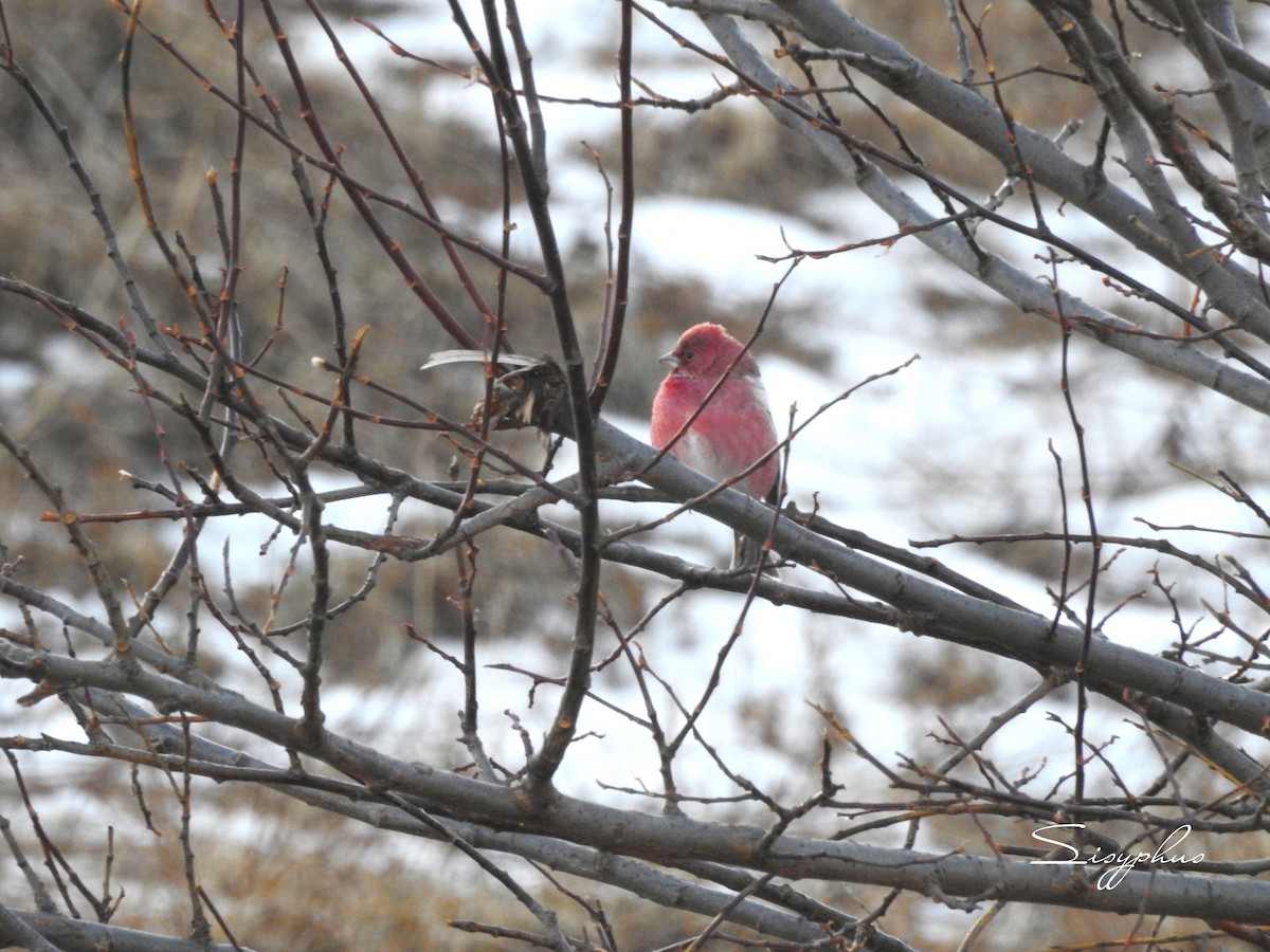 オオマシコ - ML646051230