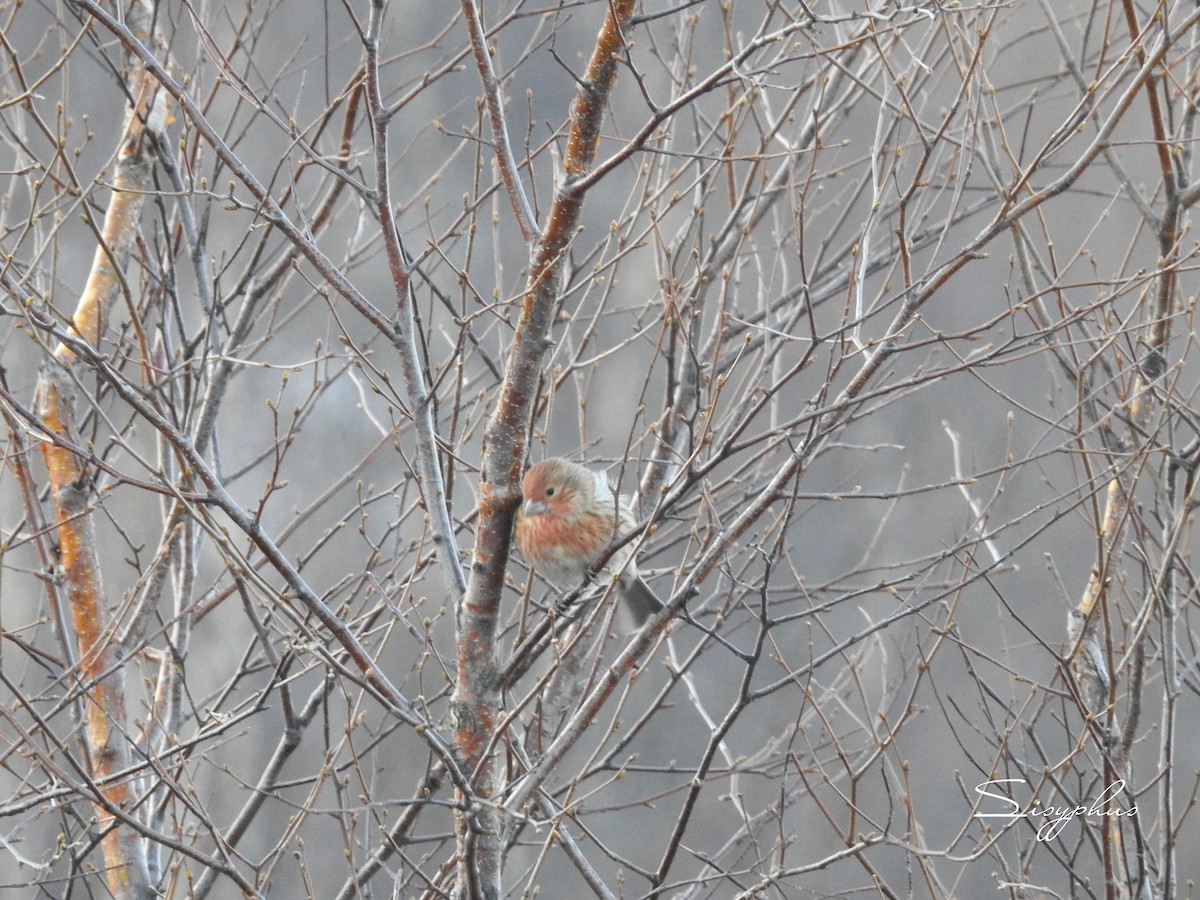 オオマシコ - ML646051231