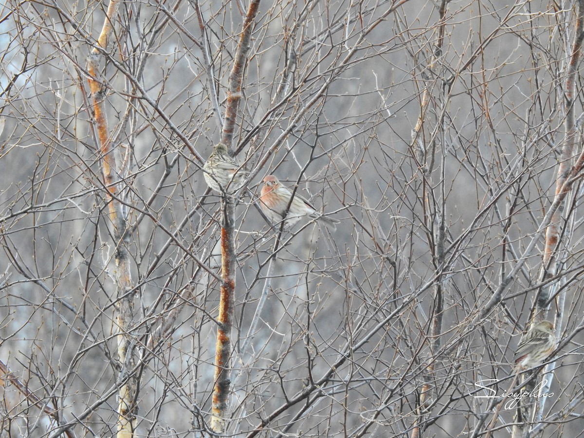 オオマシコ - ML646051232