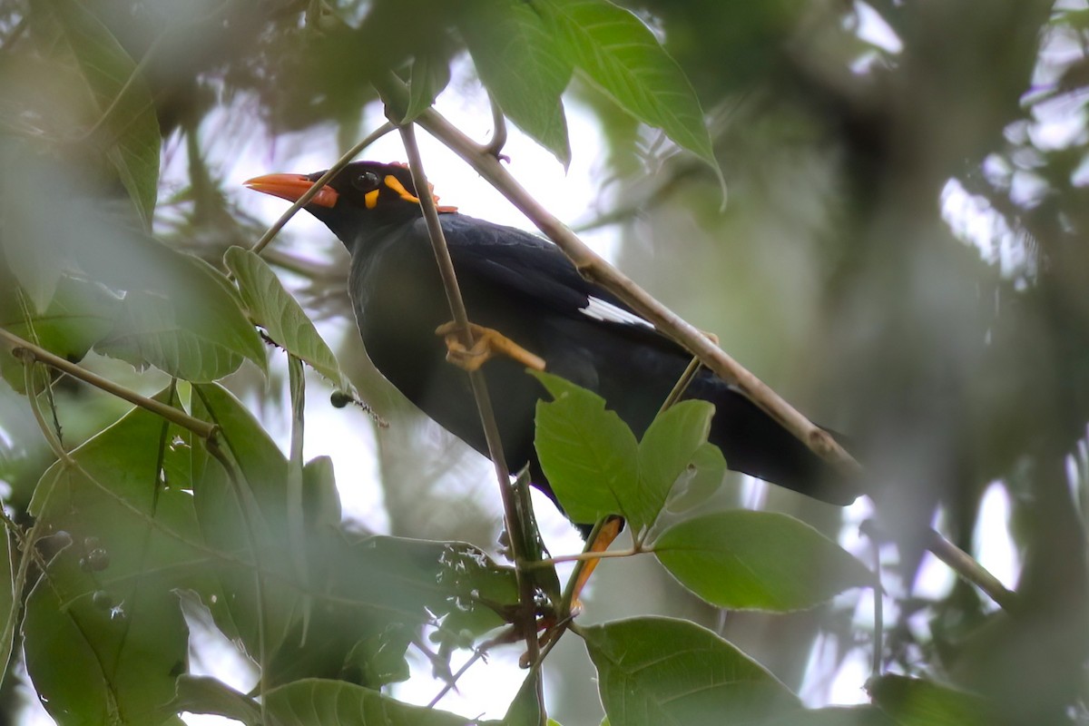 Southern Hill Myna - ML646051233