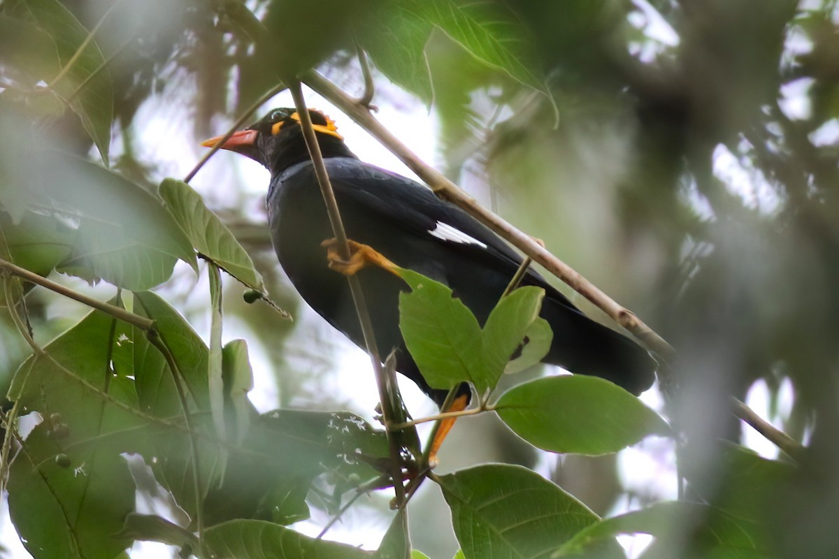 Southern Hill Myna - ML646051234