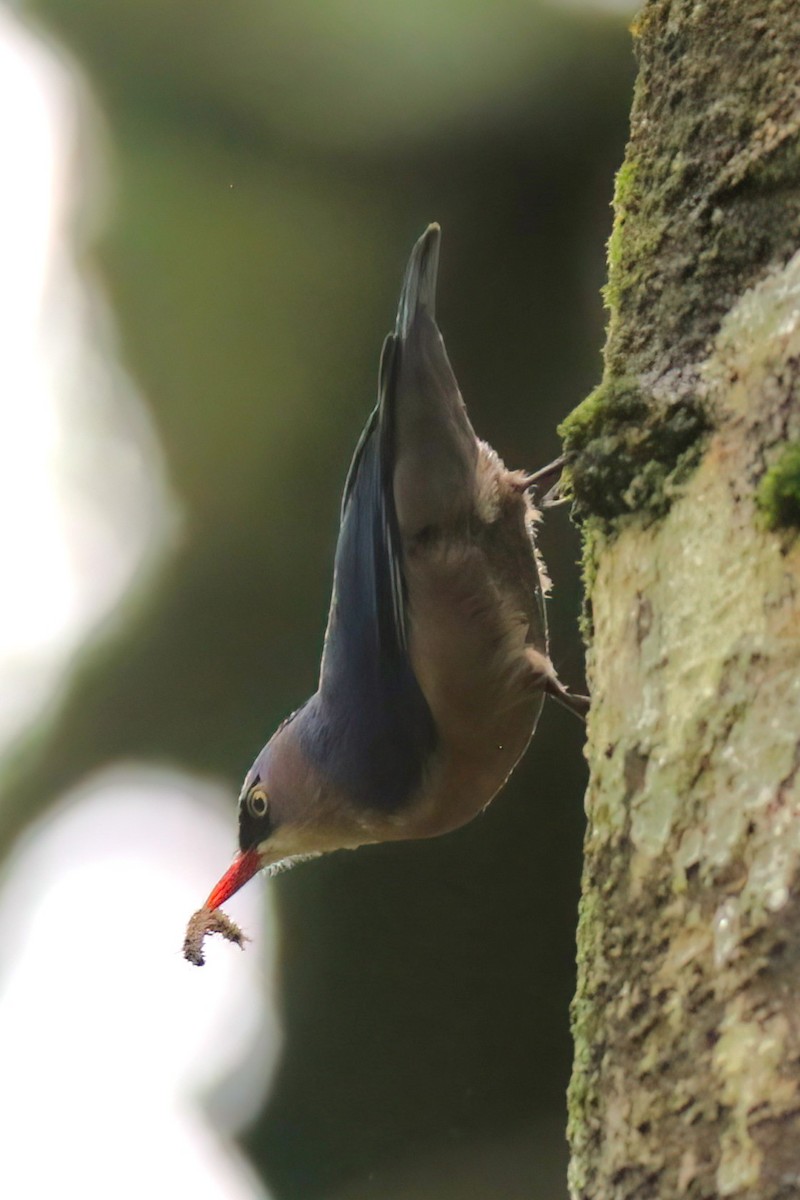 Velvet-fronted Nuthatch - ML646051240