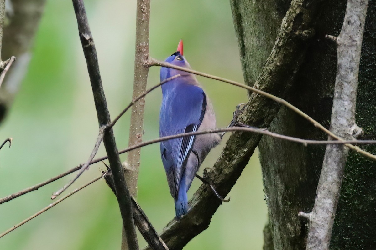 Velvet-fronted Nuthatch - ML646051241
