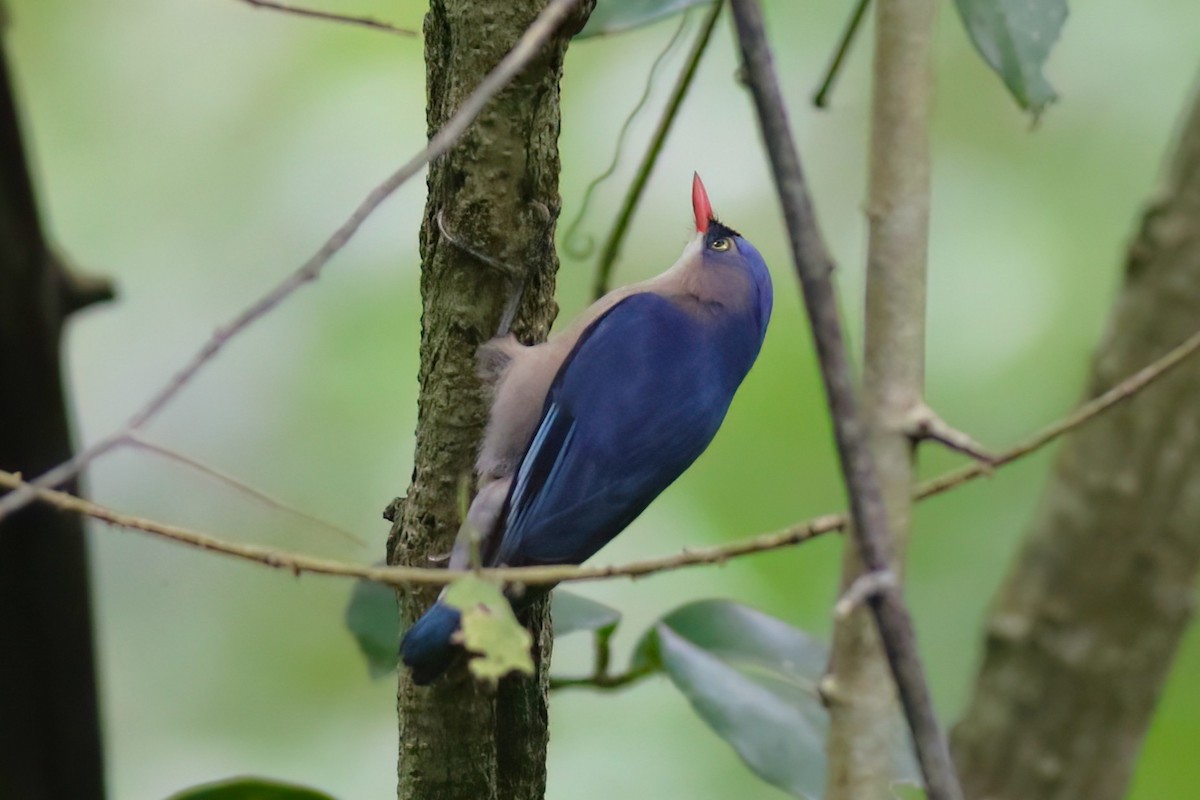 Velvet-fronted Nuthatch - ML646051242