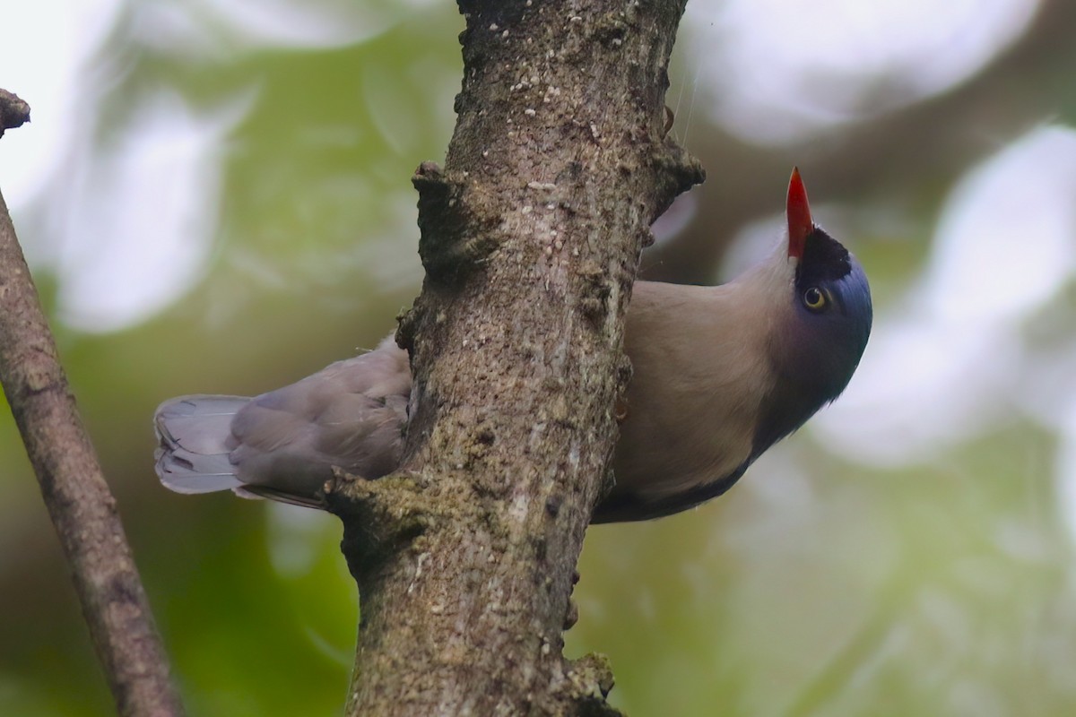 Velvet-fronted Nuthatch - ML646051243