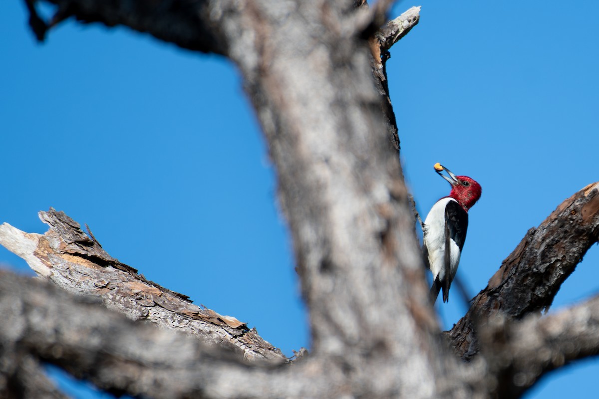 Pic à tête rouge - ML646051244
