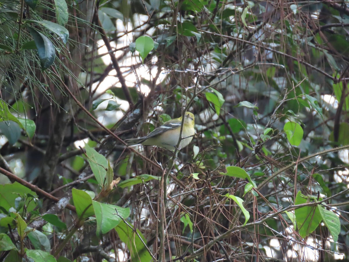 Пісняр-лісовик каштановий - ML646051245