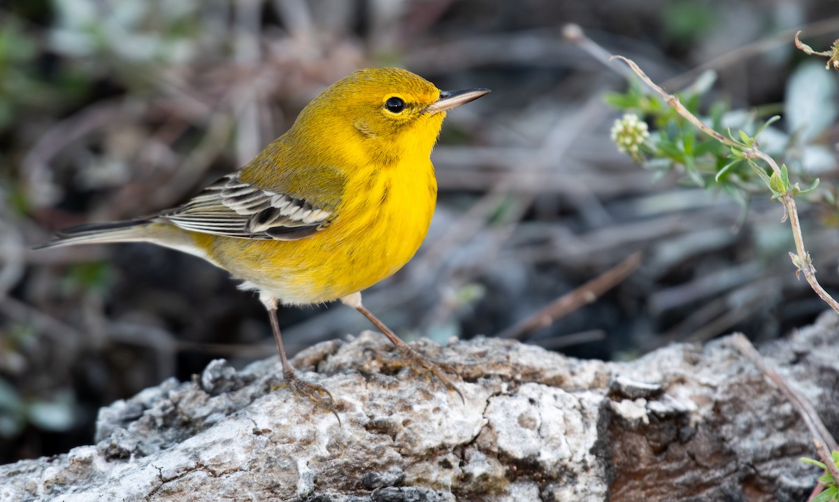 Paruline des pins - ML646051247