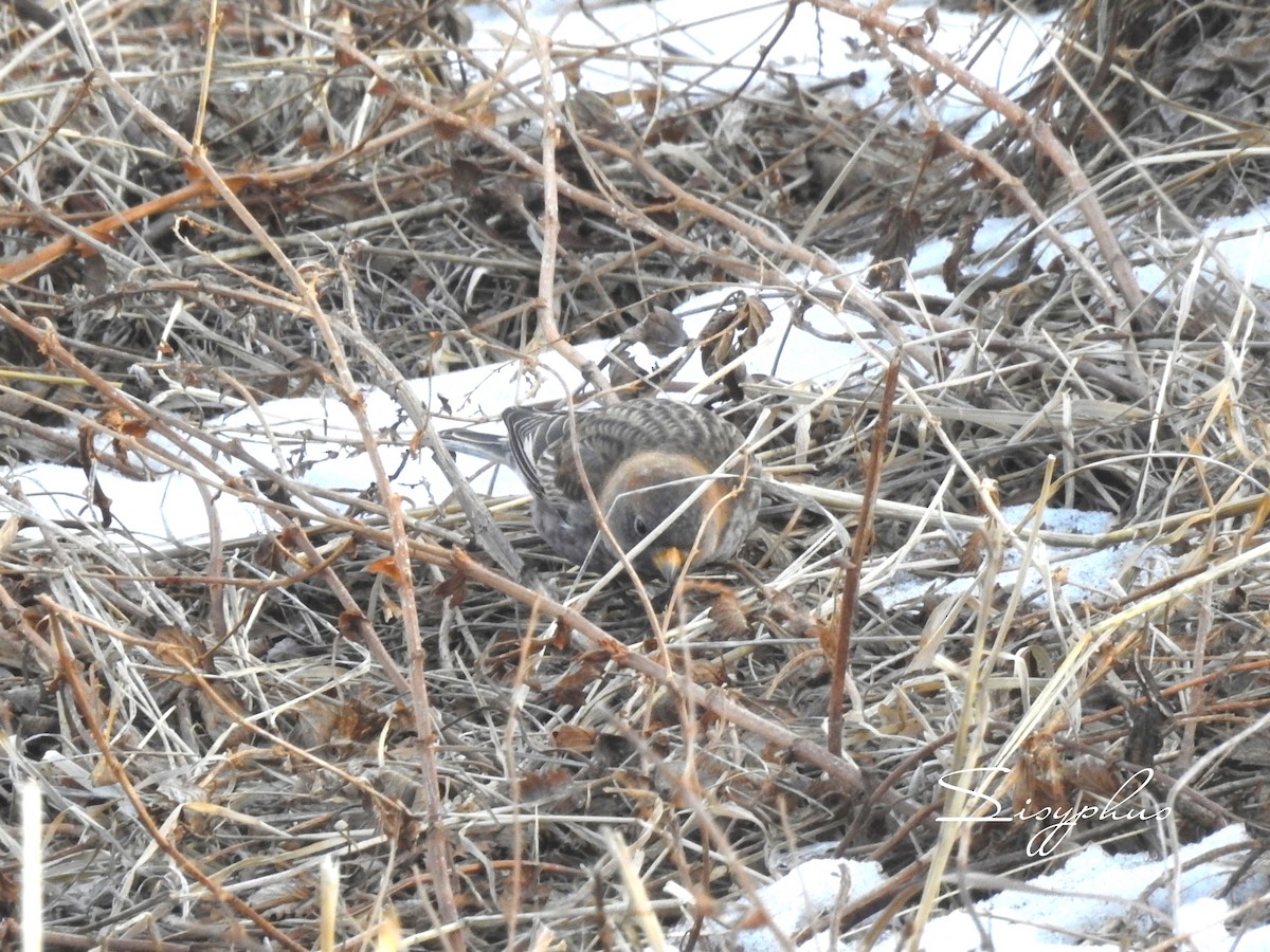 ハギマシコ - ML646051250