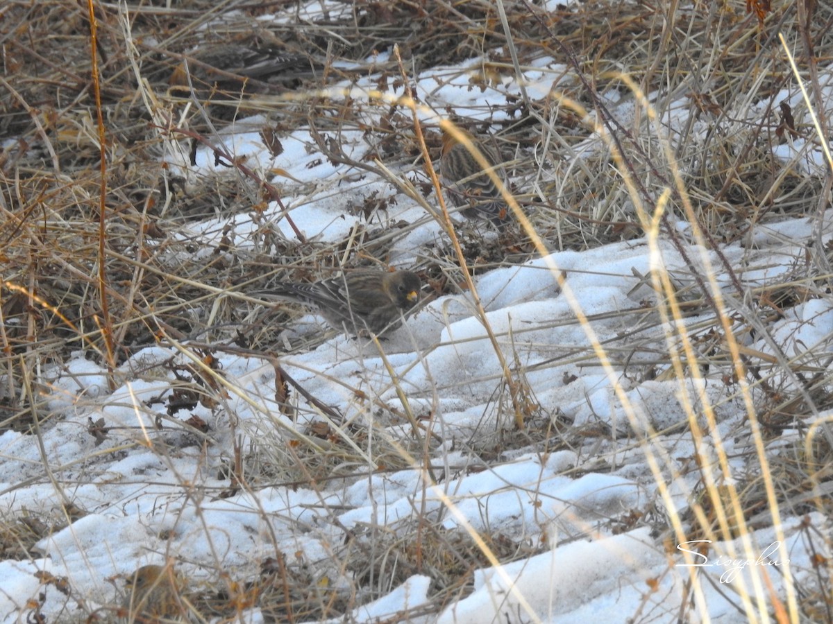 ハギマシコ - ML646051251