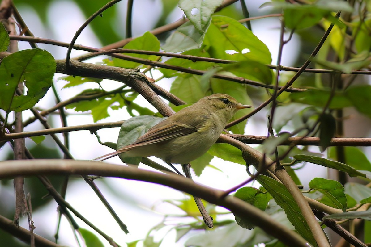 Вівчарик жовточеревий - ML646051252