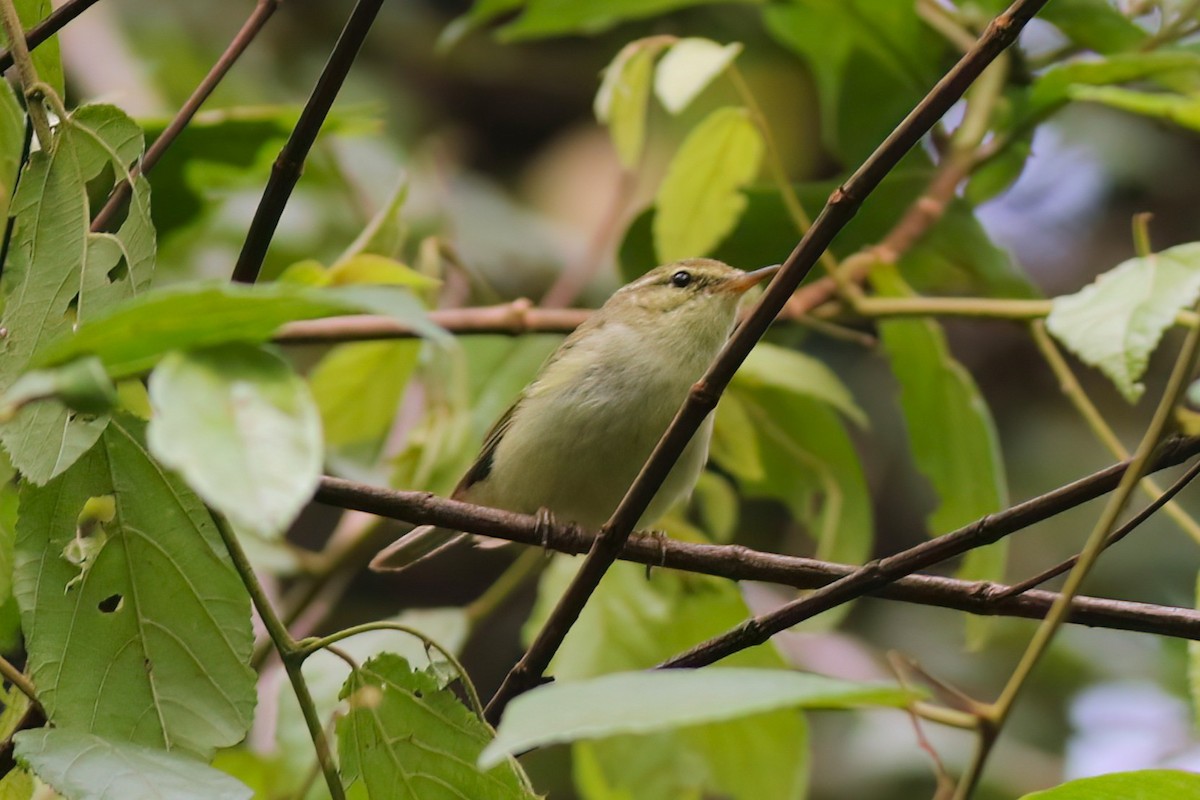 Вівчарик жовточеревий - ML646051254