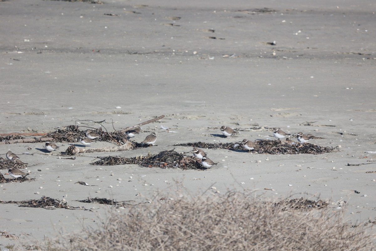 Common Ringed Plover - ML646051259