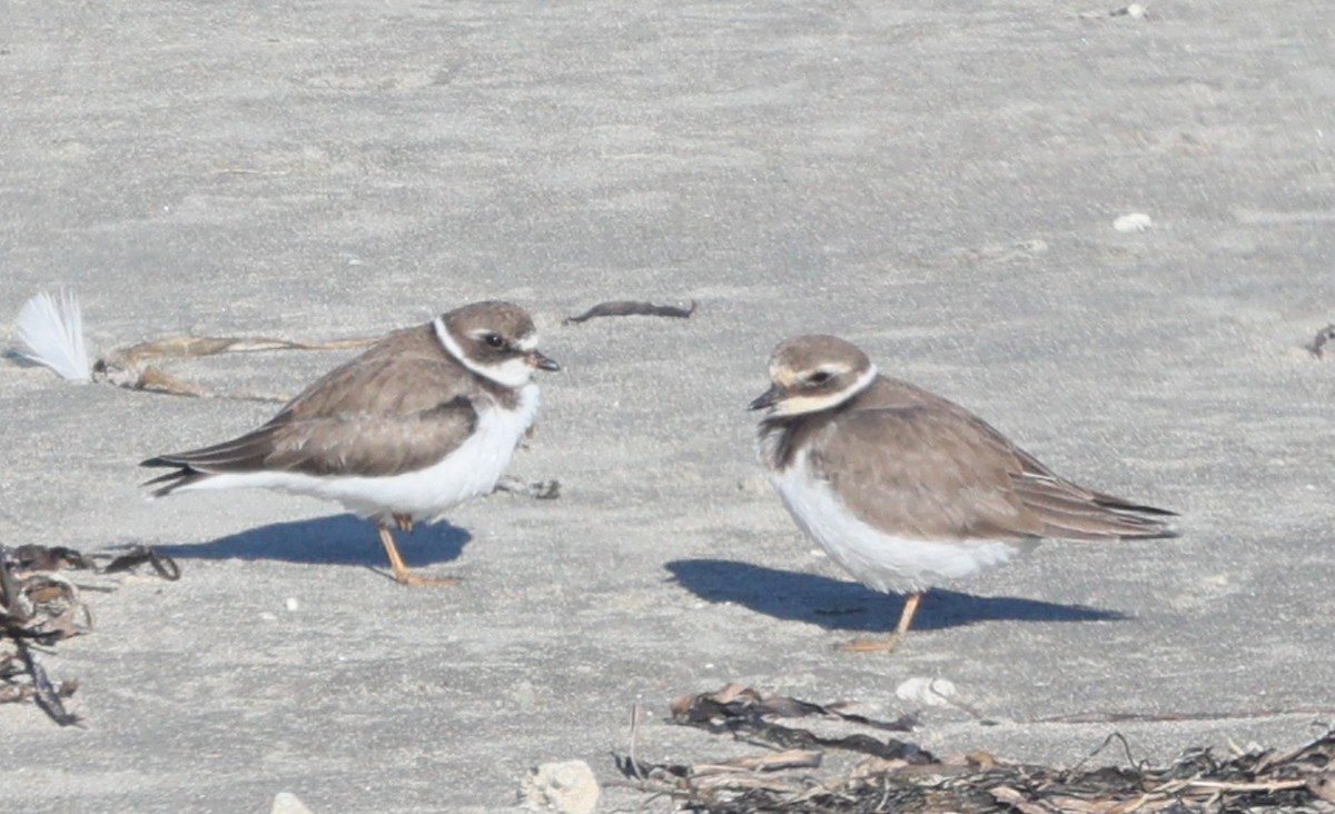 Common Ringed Plover - ML646051260