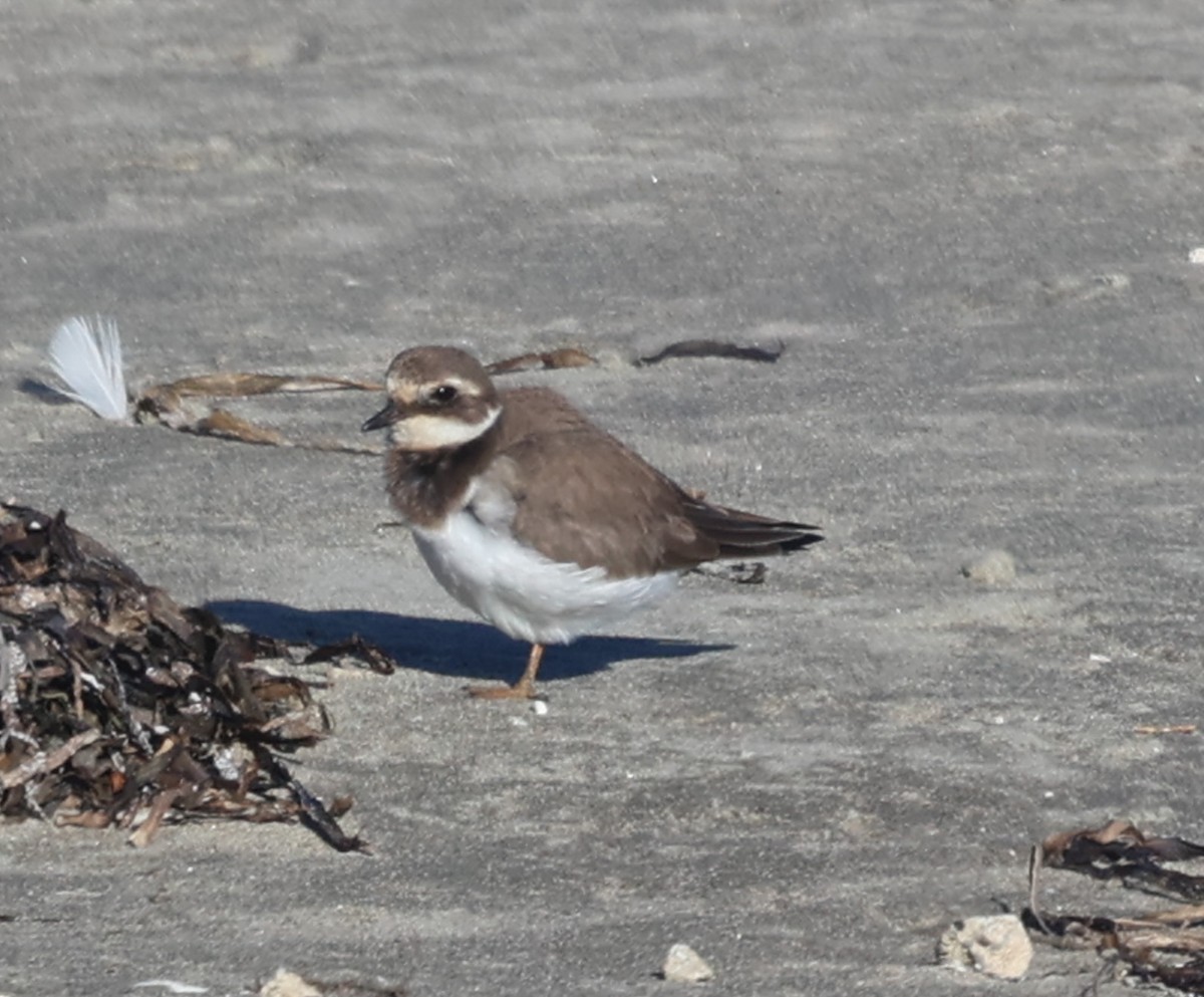 Common Ringed Plover - ML646051262
