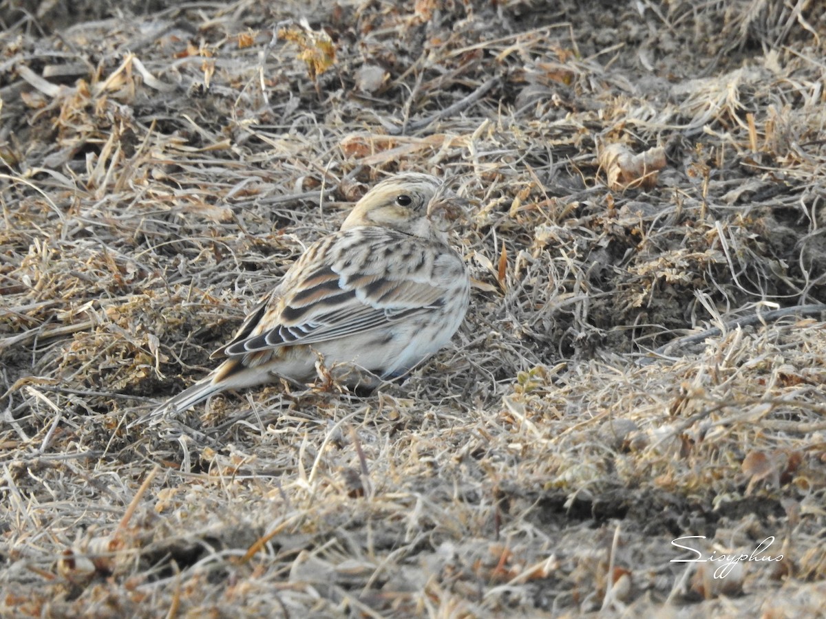 ツメナガホオジロ - ML646051266