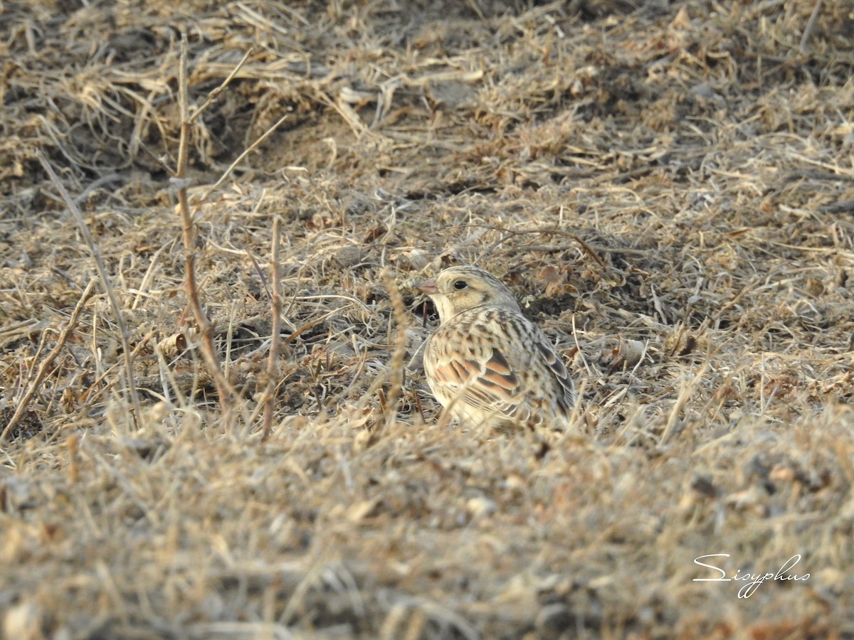 ツメナガホオジロ - ML646051267