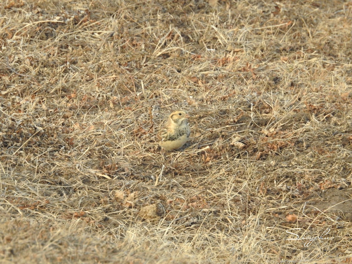 ツメナガホオジロ - ML646051268