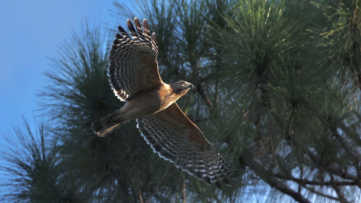 káně páskovaná - ML646051275