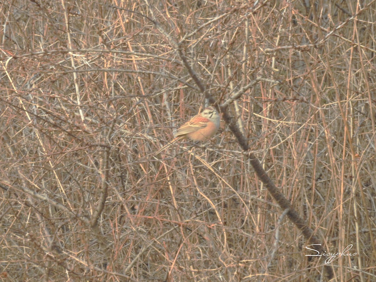 ミヤマヒゲホオジロ - ML646051281