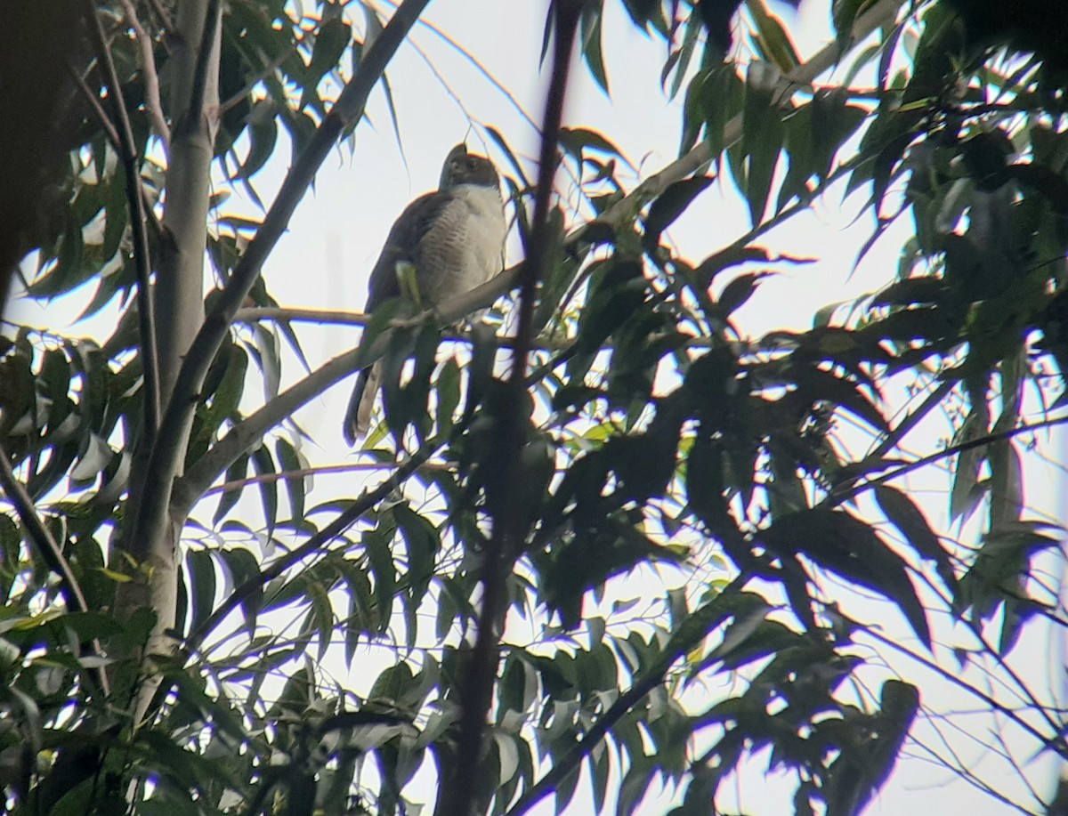 Afrikahabicht - ML646051283