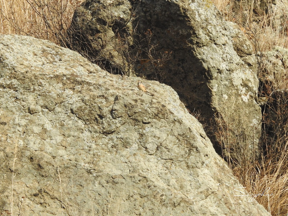 ホオジロ - ML646051285