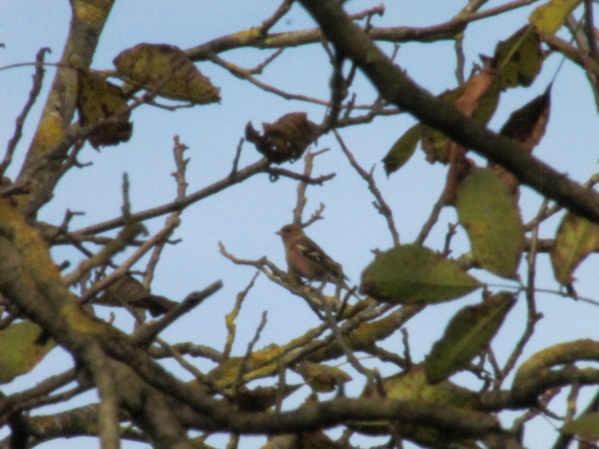 Common Chaffinch - ML646051287
