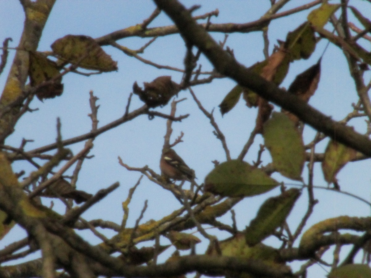 Common Chaffinch - ML646051288