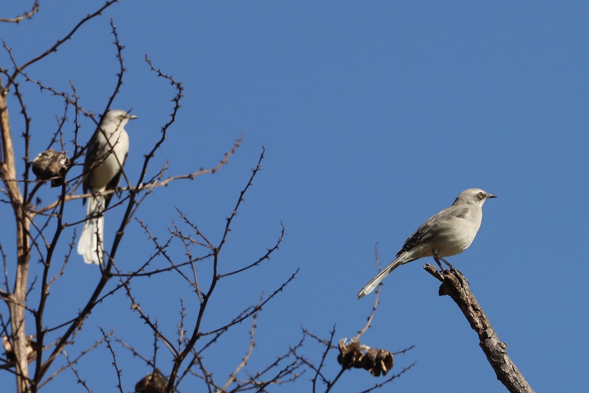 Tropical Mockingbird - ML646051292