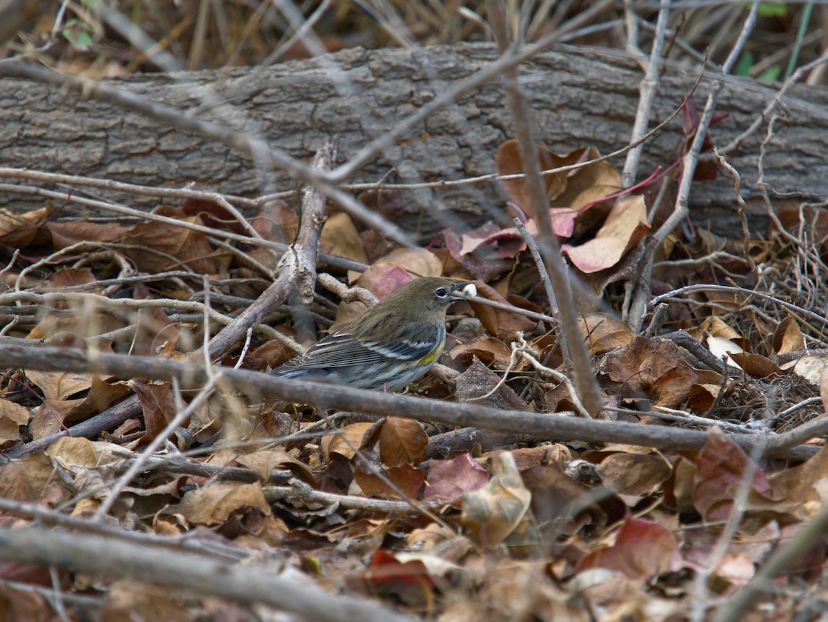 Yellow-rumped Warbler - ML646051293