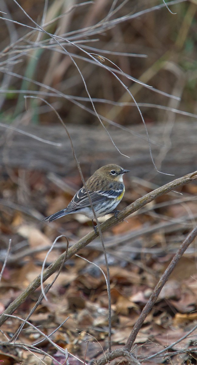 Yellow-rumped Warbler - ML646051294