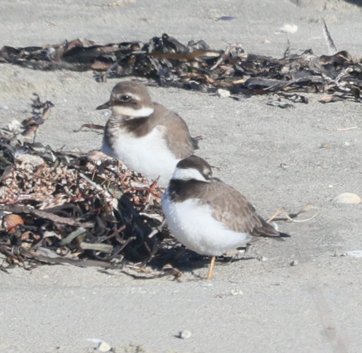 Common Ringed Plover - ML646051296