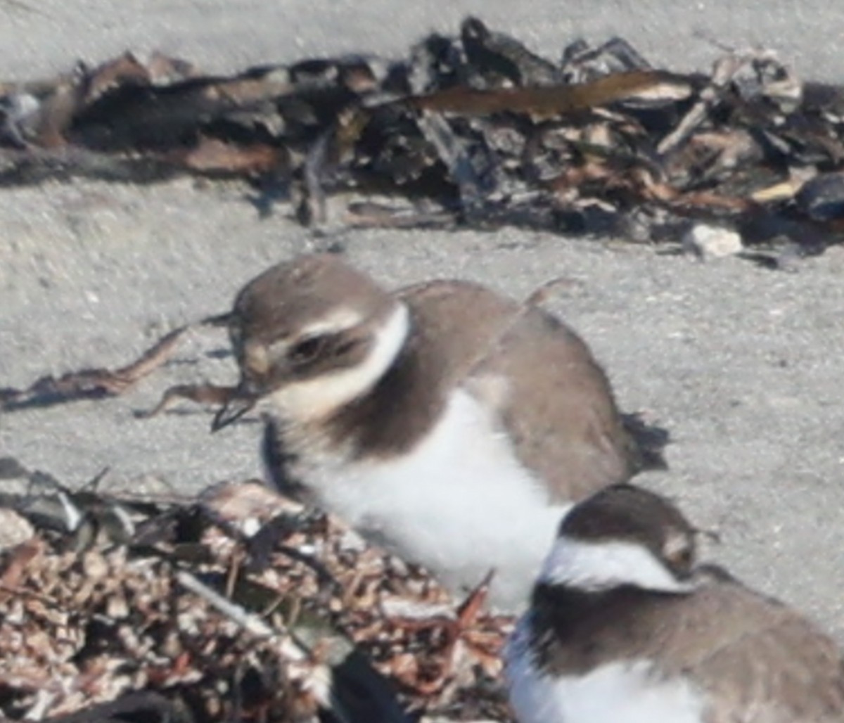 Common Ringed Plover - ML646051297