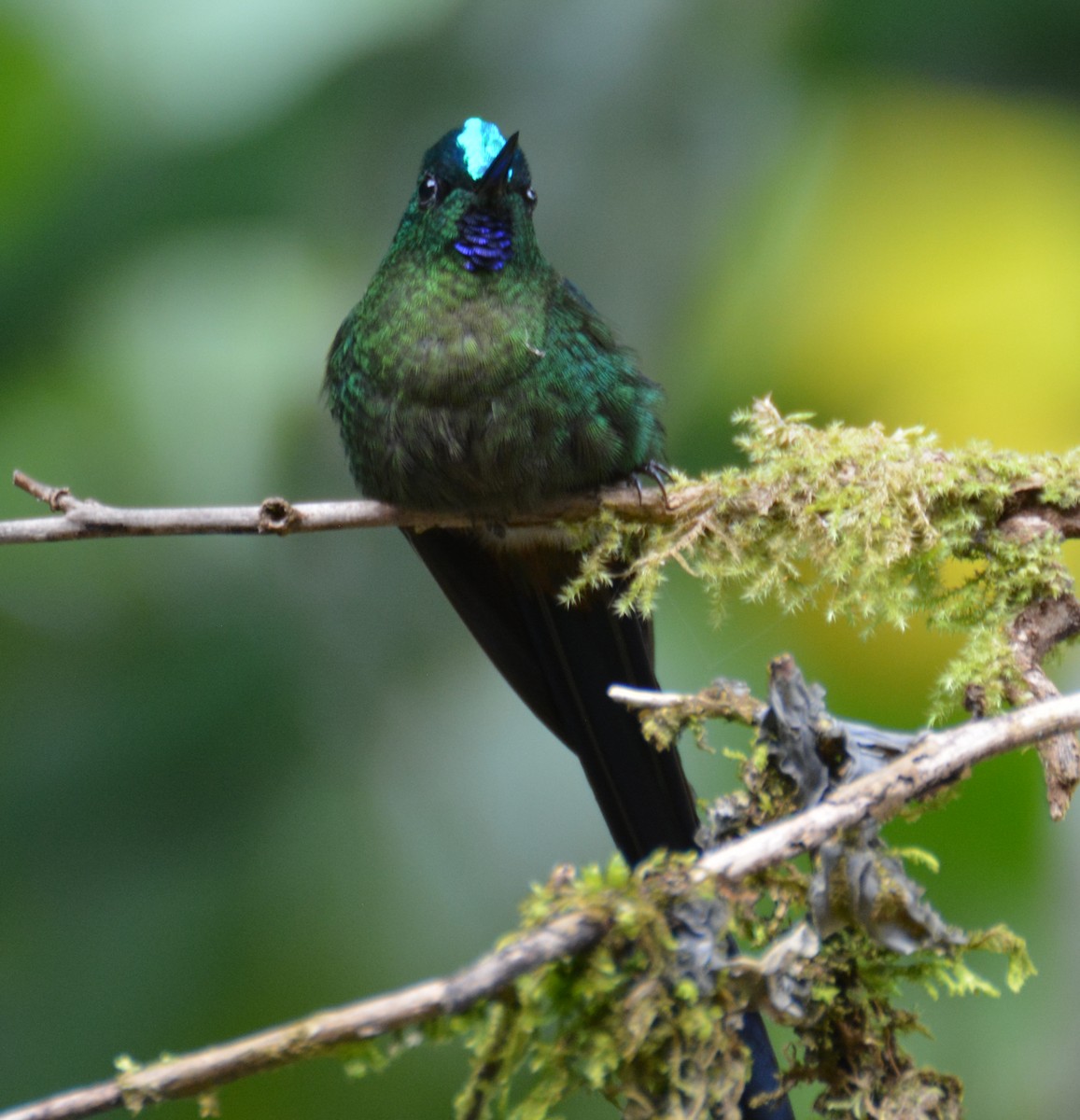 Empress Brilliant - ML646051305