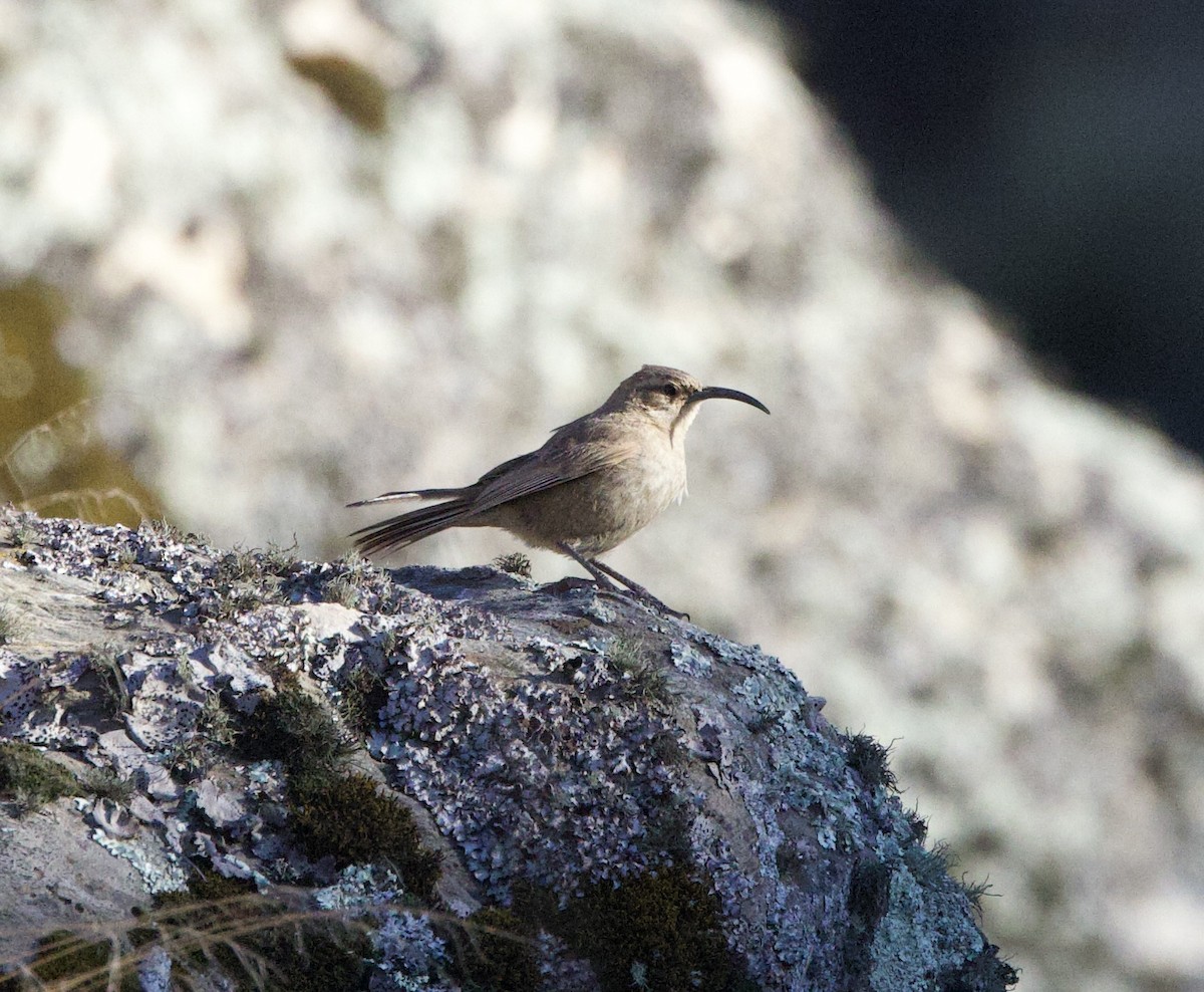 Buff-breasted Earthcreeper (Buff-breasted) - ML646051306