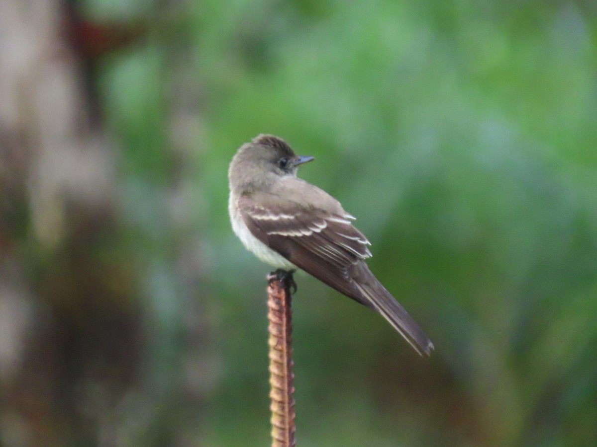 Pibí Oriental - ML646051320