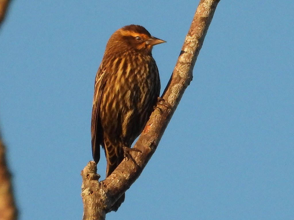 Еполетник червоноплечий - ML646051323