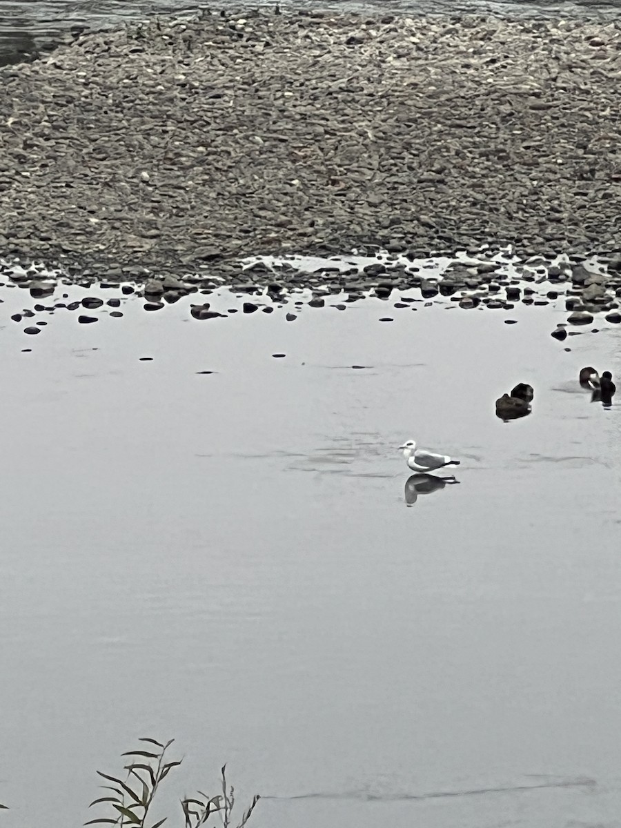 California Gull - ML646051335