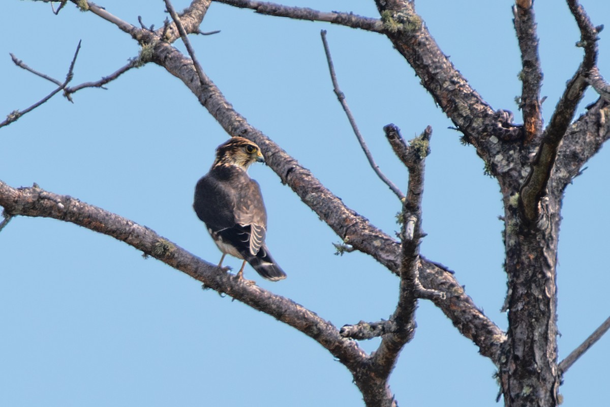 Merlin - ML646051336