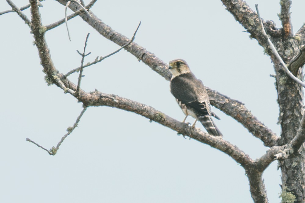 Merlin - ML646051337