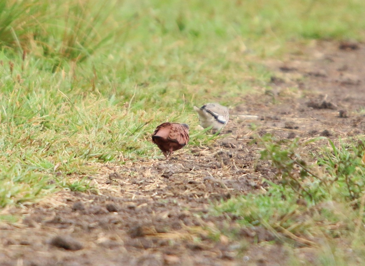 Ruddy Ground Dove - ML646051338