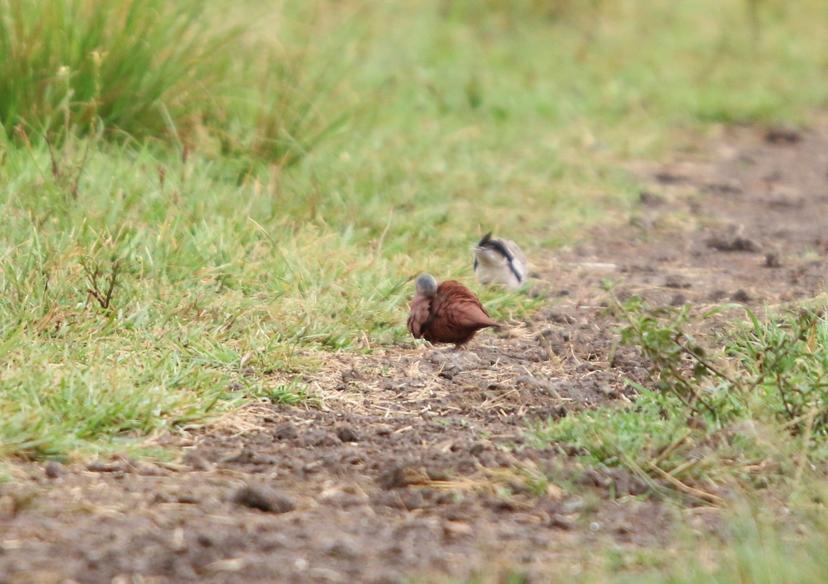 Ruddy Ground Dove - ML646051339