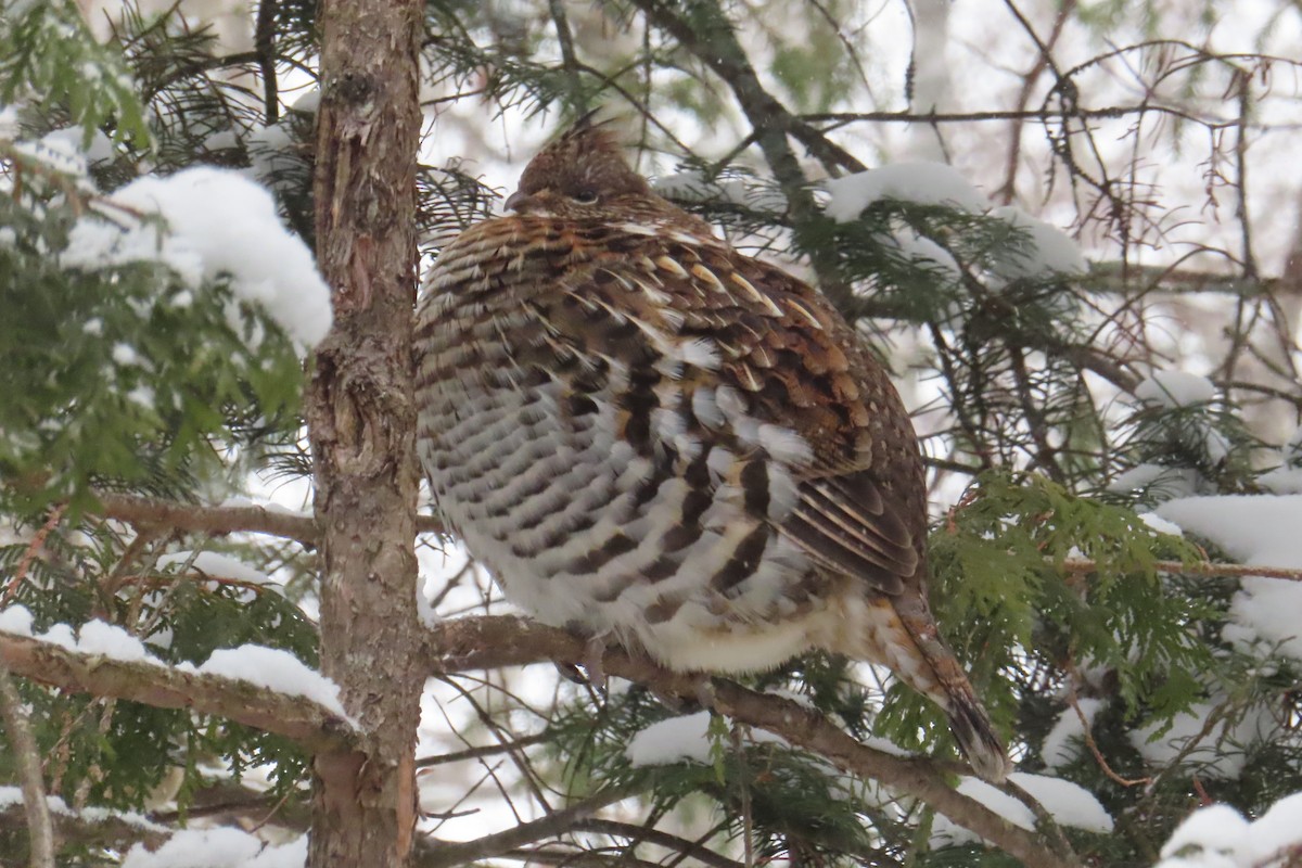 jeřábek kanadský - ML646051340