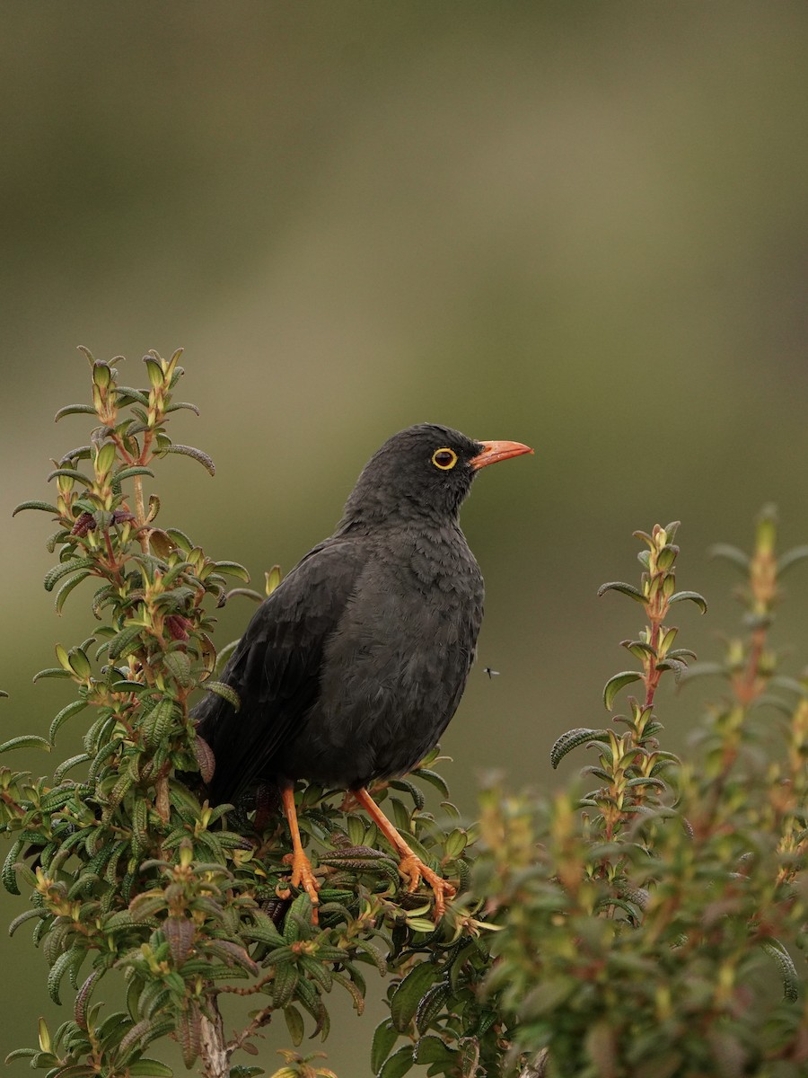 Great Thrush - ML646051341