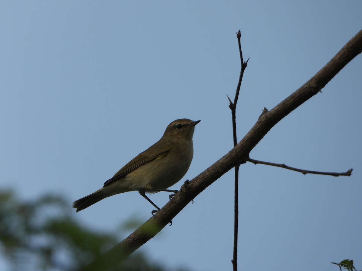 Common Chiffchaff - ML646051343