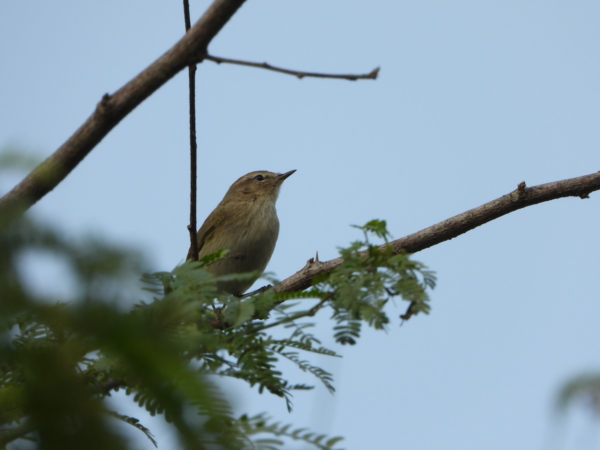 Common Chiffchaff - ML646051344