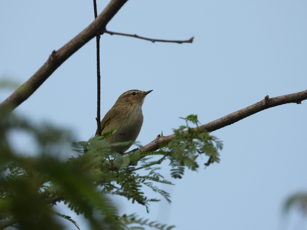 Common Chiffchaff - ML646051345