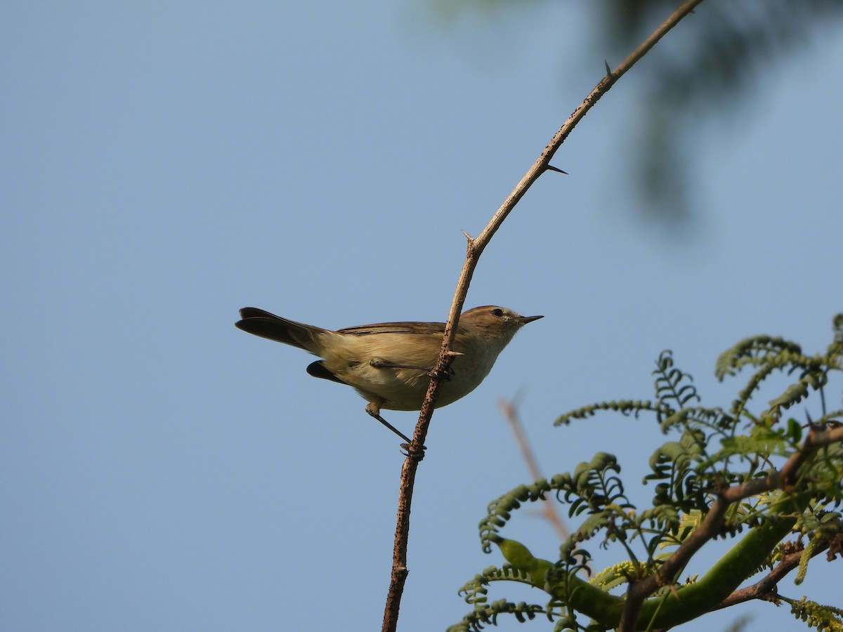 Common Chiffchaff - ML646051346