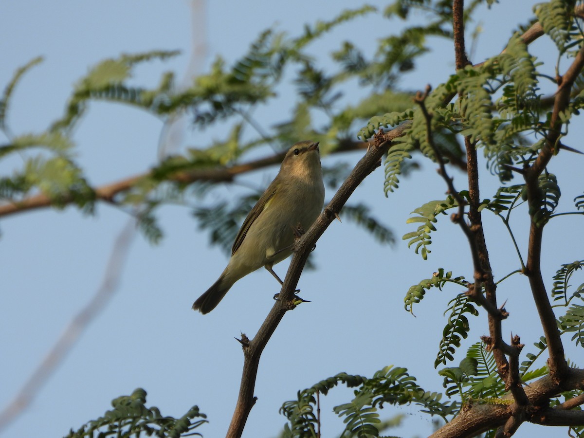 Common Chiffchaff - ML646051347