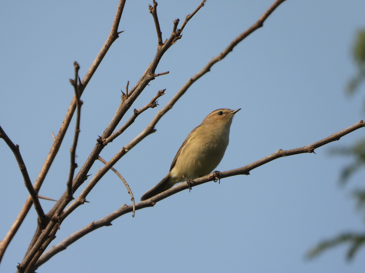 Common Chiffchaff - ML646051348